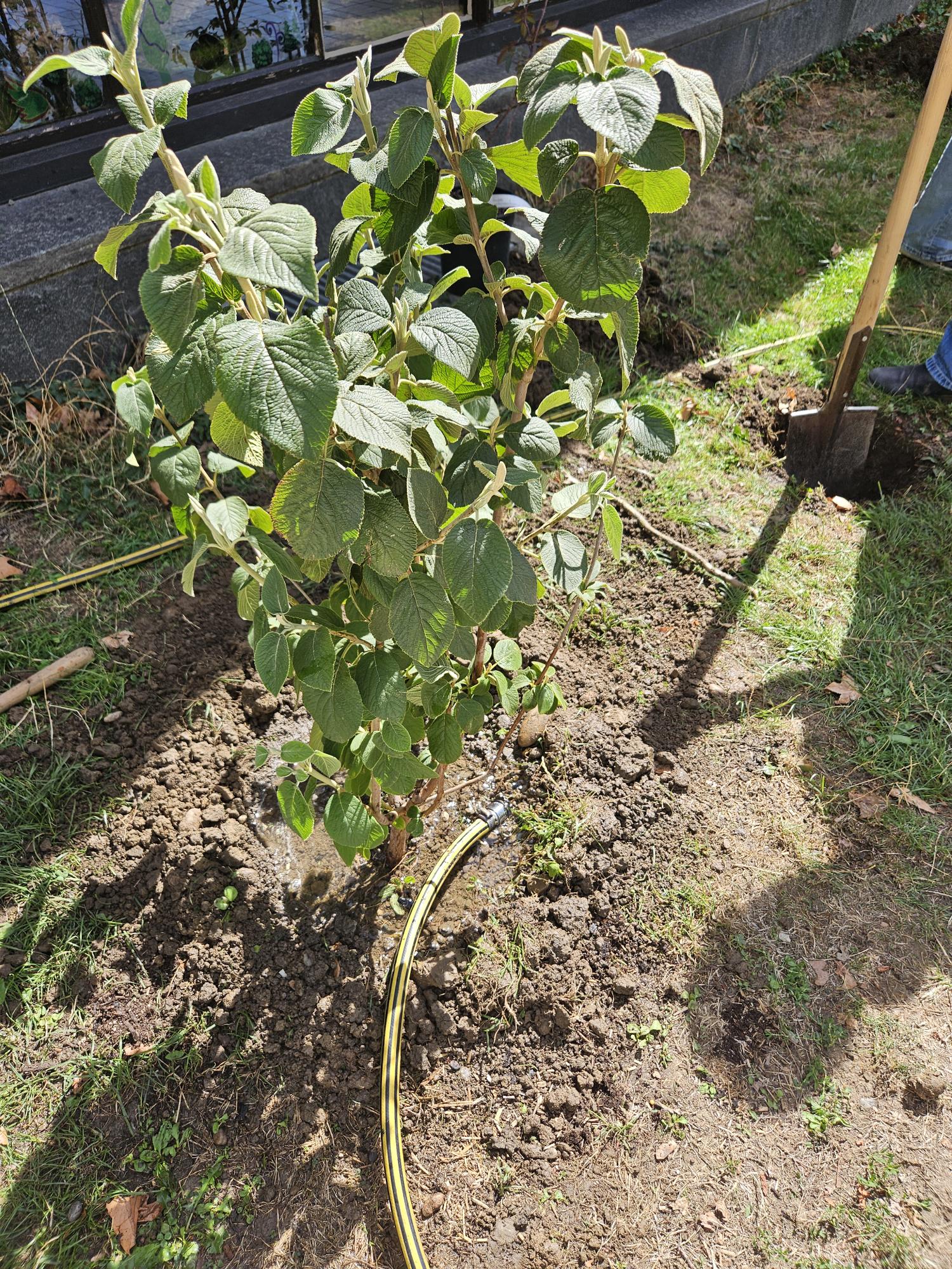 Hecke 4